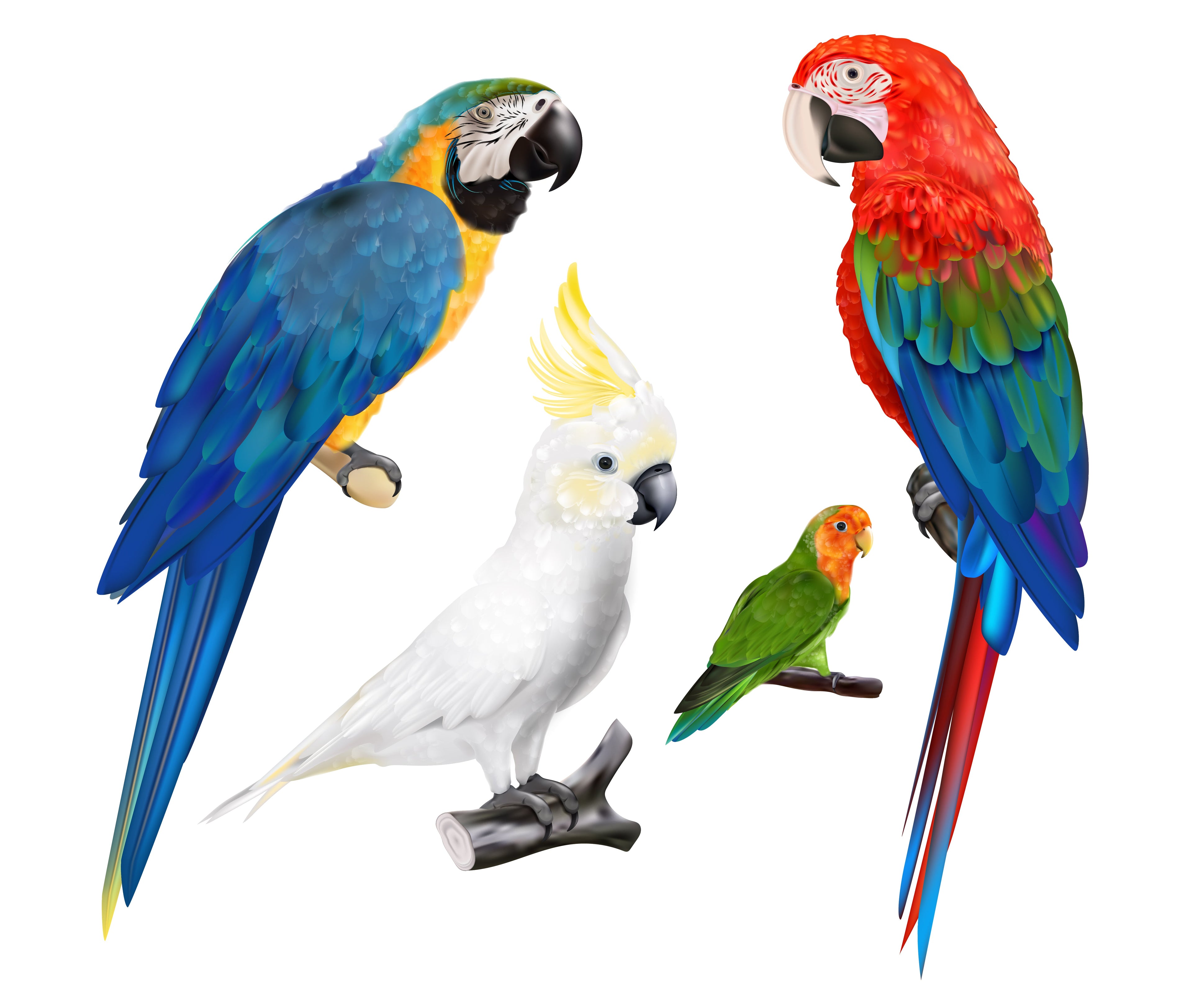 Brids